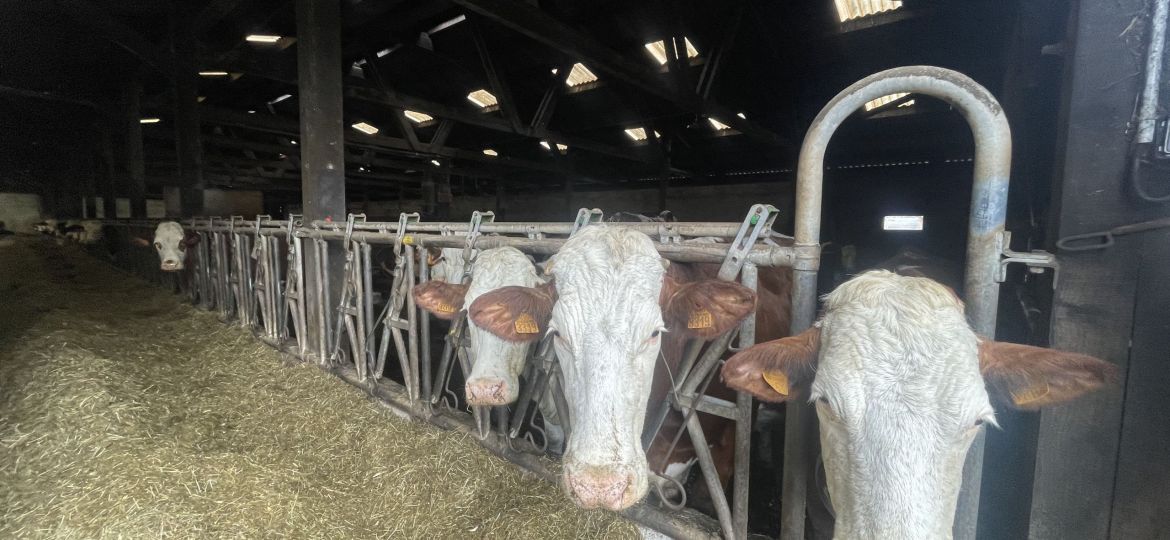Exploitation agricole à reprendre - Elevage bovin lait montbéliard.